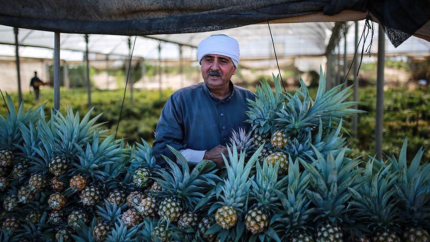 Gazzeli çiftçiler, az suya ihtiyaç duyduğu için ananas üretmeye başladı