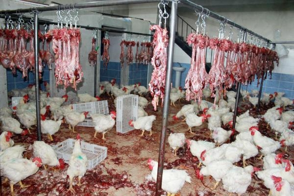 Adana'da "kaçak tavuk kesimi" operasyonu