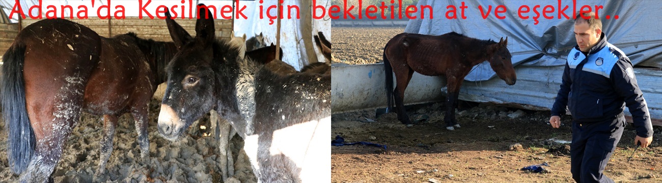 Kesilmek için bekletilen at ve eşekler barınağa götürüldü