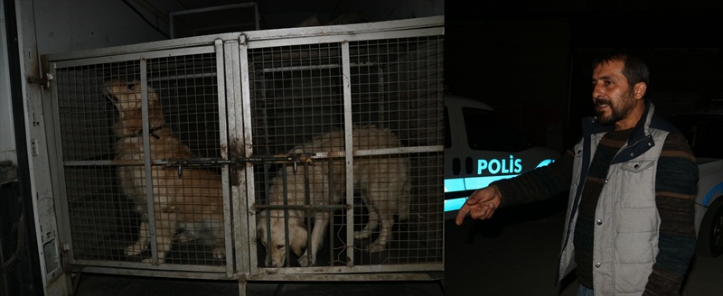 Adana'da iki köpeğe işkence iddiası