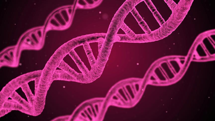 DNA yaşam süresi hakkında ipuçları veriyor