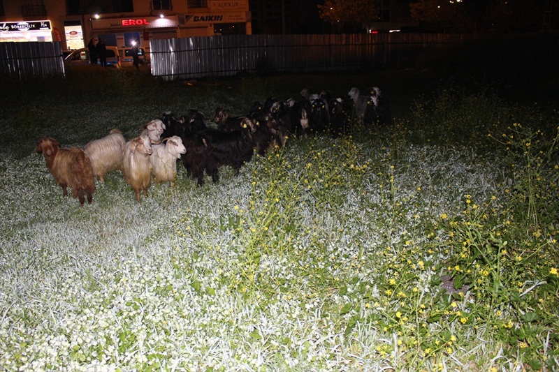 Çoban uyuyunca küçükbaş hayvan sürüsü şehre indi