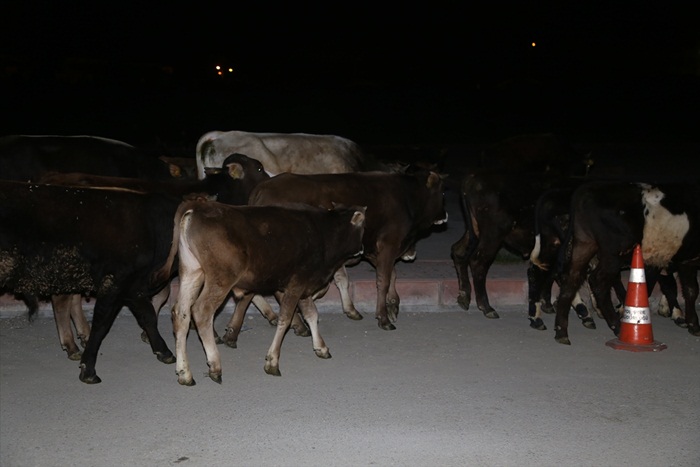 Çoban uyuyunca başıboş kalan danalar caddeye kaçtı