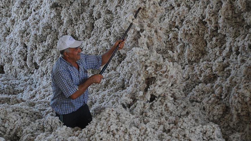 Çukurova pamuğu 9,80 liradan işlem gördü