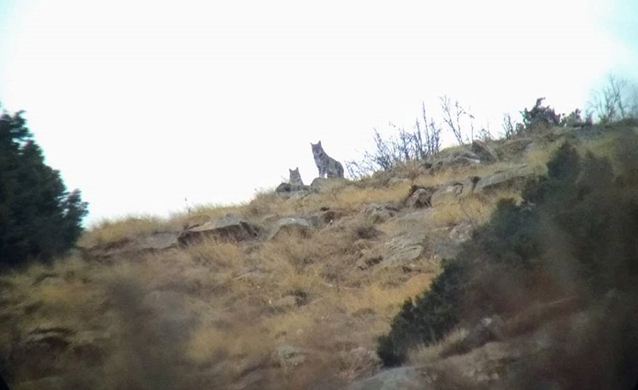 Adana'da vaşağın ağıldaki keçiye saldırması fotokapana yansıdı