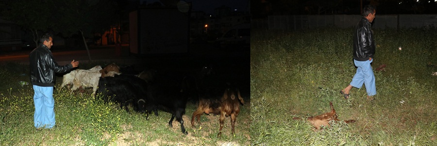 Adana'da sokak köpekleri keçi sürüsüne saldırdı