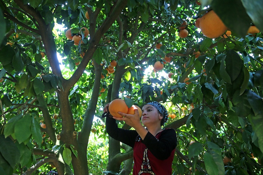 Adana'da Greyfurt 1,60 liradan işlem gördü