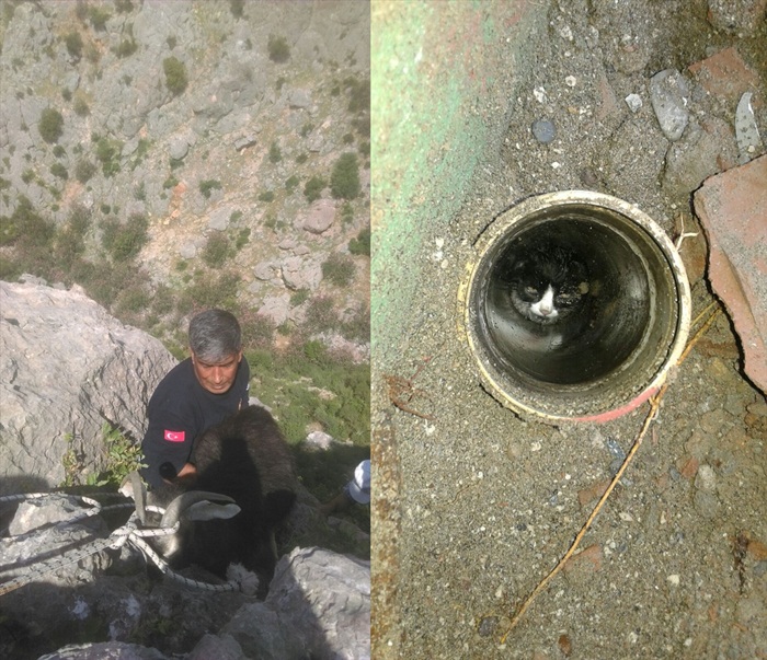 Adana'da keçi ve kedi kurtarma operasyonları