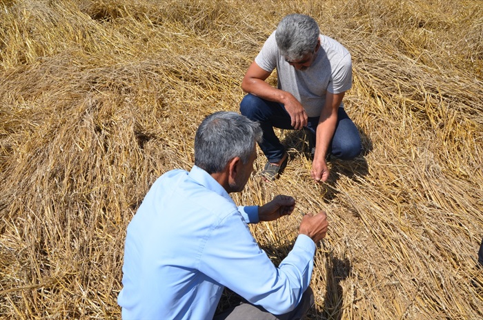 Adana'da dolu ekili alanlara zarar verdi 