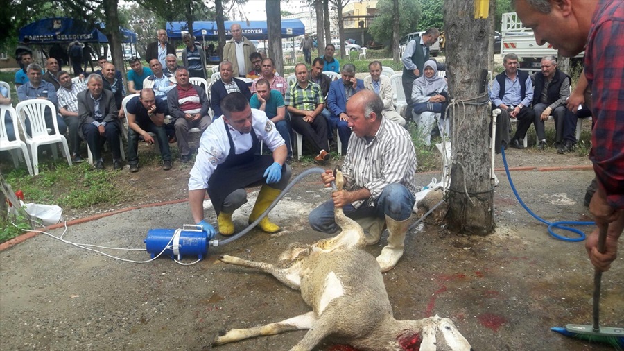 "Etle temas ederken eldiven kullanın"