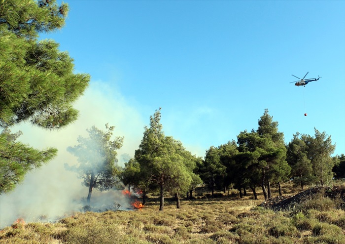 Muğla'da orman yangını