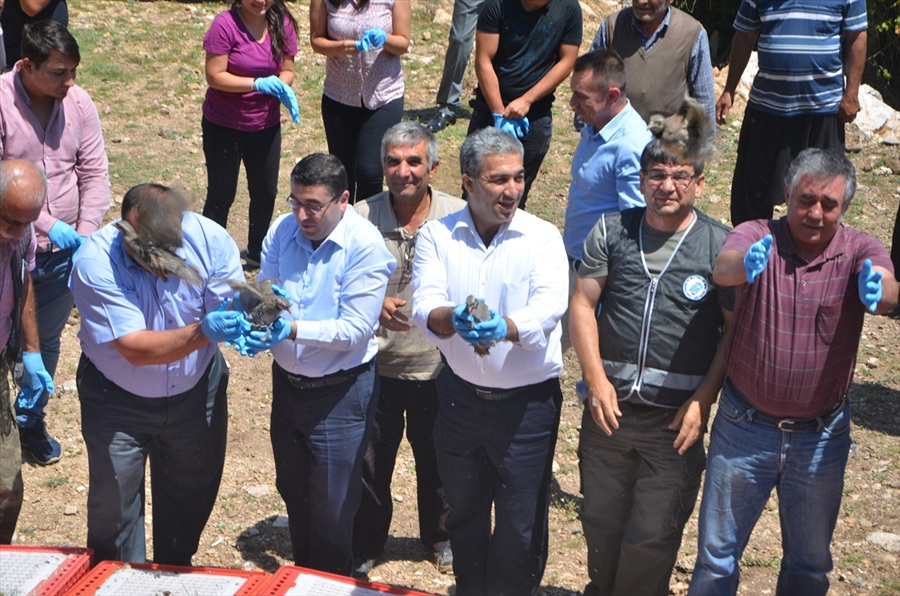 Adana'da 3 bin kınalı keklik doğaya salındı 