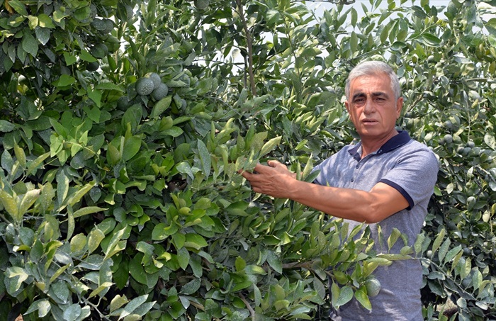 Akdeniz meyve sineğine karşı kimyasal ilaçlama yapılacak