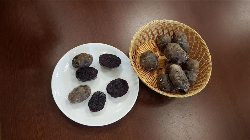 Niğde'de 'mor patates' üretildi