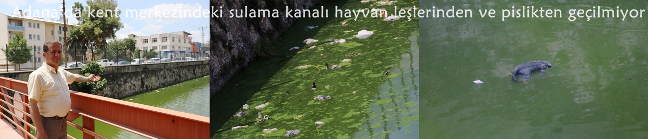Adana’da kent merkezindeki sulama kanalı hayvan leşlerinden ve pislikten geçilmiyor  