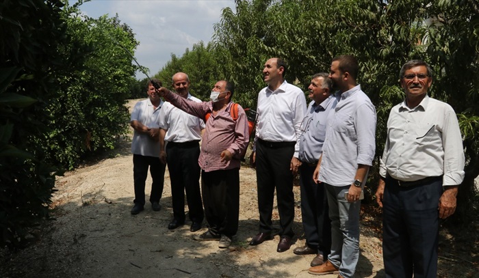 Akdeniz meyve sineğiyle mücadelede ikinci toplu ilaçlama başladı