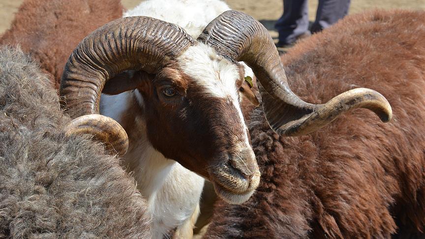 Küçükbaş kurbanlıkların kilogram fiyatı ortalama 23 lira