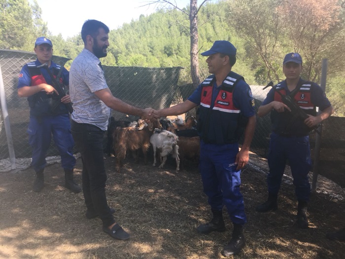 Adana'da küçükbaş hayvan hırsızlığı