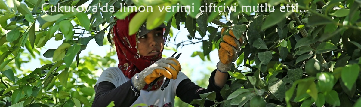 Limon 1,35 liradan işlem gördü