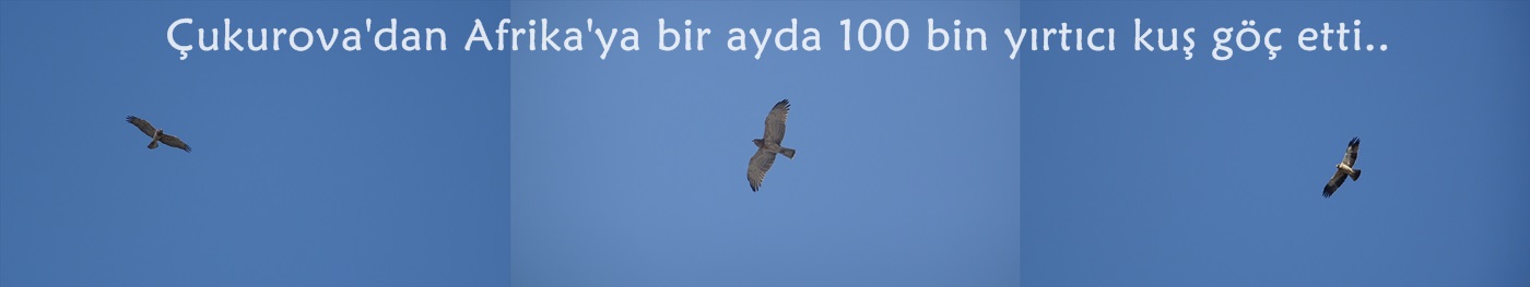 Çukurova'dan Afrika'ya bir ayda 100 bin yırtıcı kuş göç etti