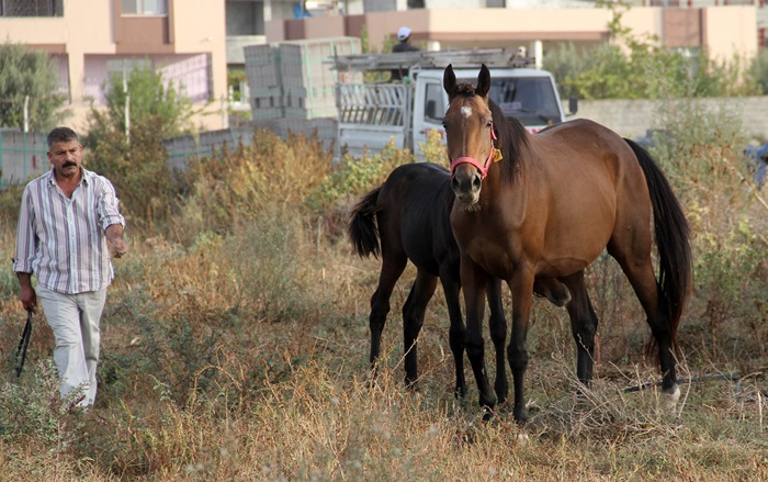 Çalındı denilen İngiliz atı ve yavrusu bulundu  