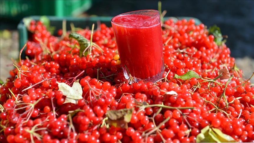 'Gilaburu'nun faydaları bilimsel olarak kanıtlandı