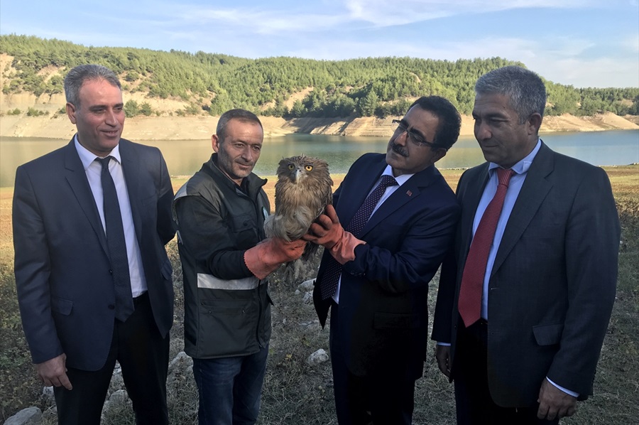 Adana'da yaralı balık baykuşu bulundu