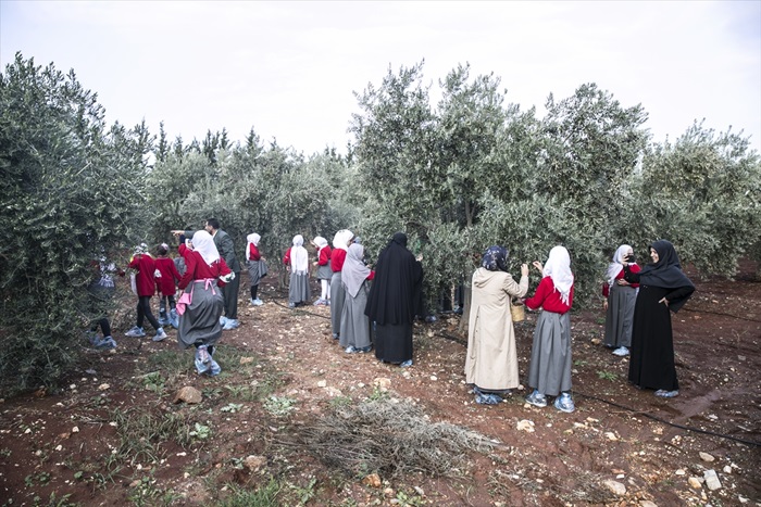 Reyhanlı'daki Suriyeli yetimler için zeytin toplama şenliği