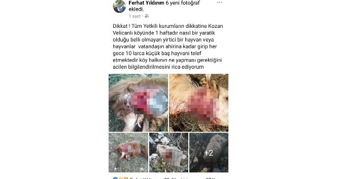 Adana'da kurtlar küçükbaş hayvanlara saldırdı