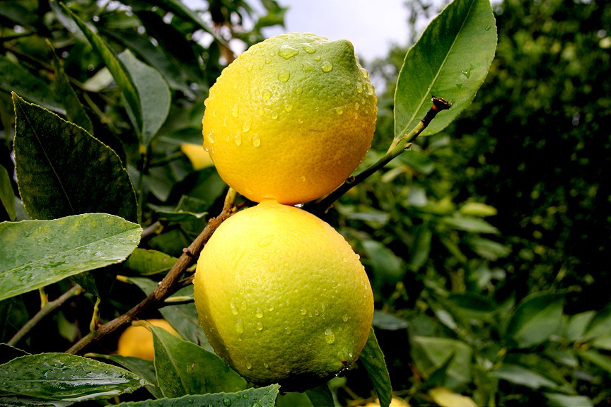 Turfanda limon hasadıyla fiyatların dengelenmesi öngörülüyor