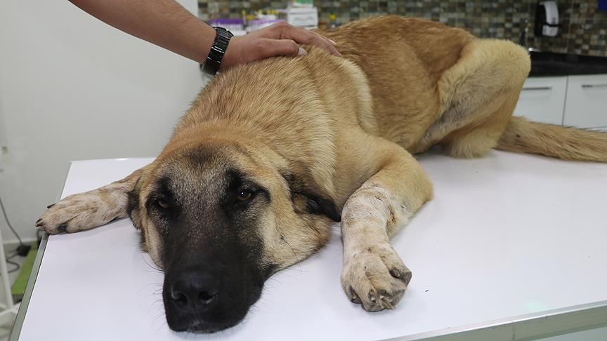 Adana'da sokak köpeklerine tüfekli saldırı