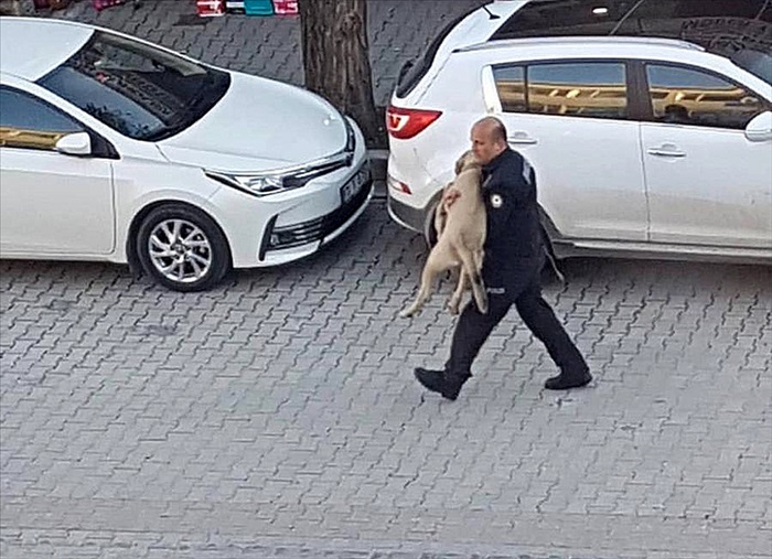 Polis, yaralı köpeği kucağında veterinere taşıdı