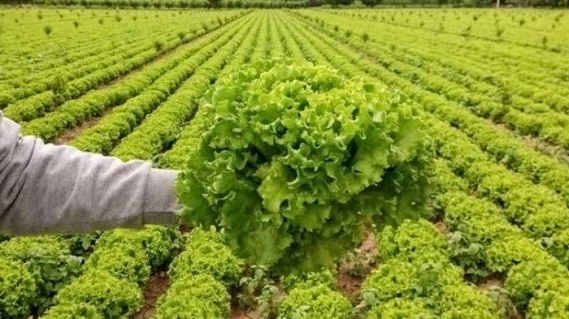 Marulun 0,75 liradan işlem gördü