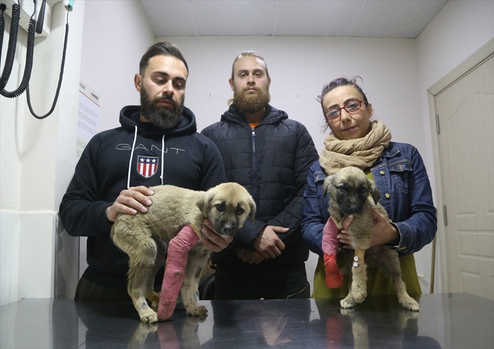 Köpek yavrularına işkence iddiası