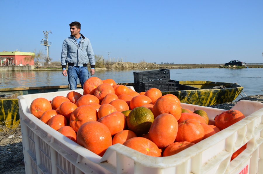 Gölovası'na dönen Çukurova'da kayıkla mandalina hasadı