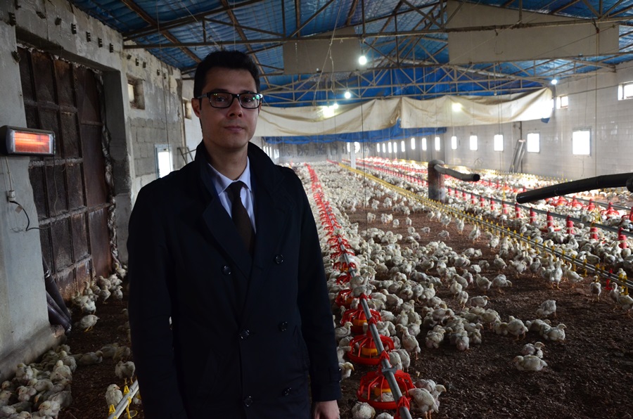 Yem tedariki başladı, tavuk üretimi normale döndü