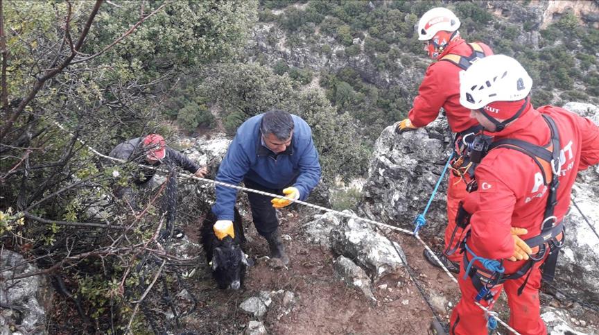 Dağ yamacında mahsur kalan keçiler kurtarıldı