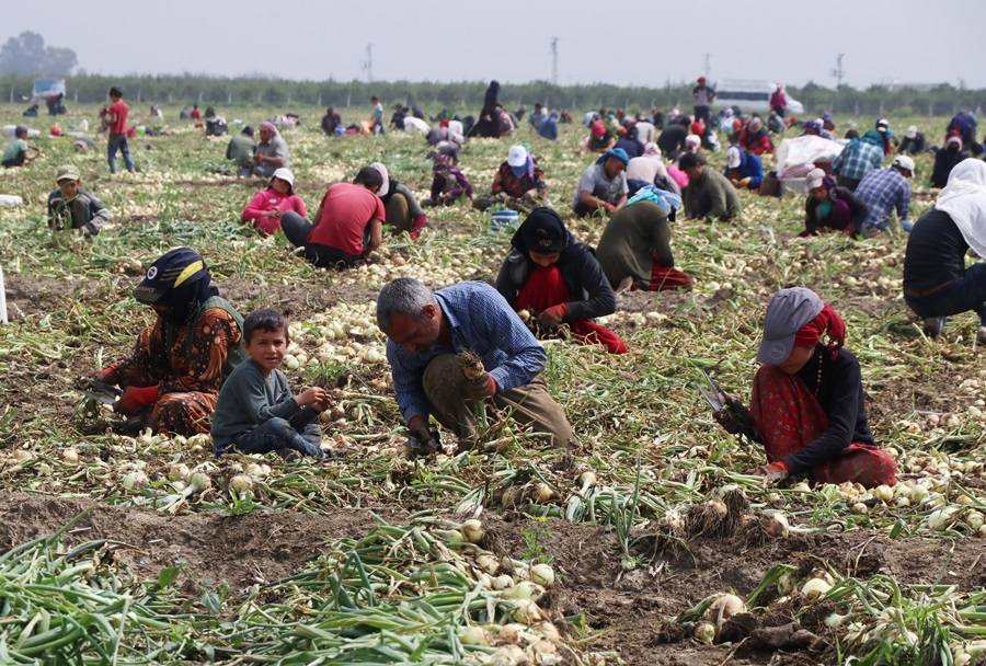 Turfanda soğan hasadı başladı