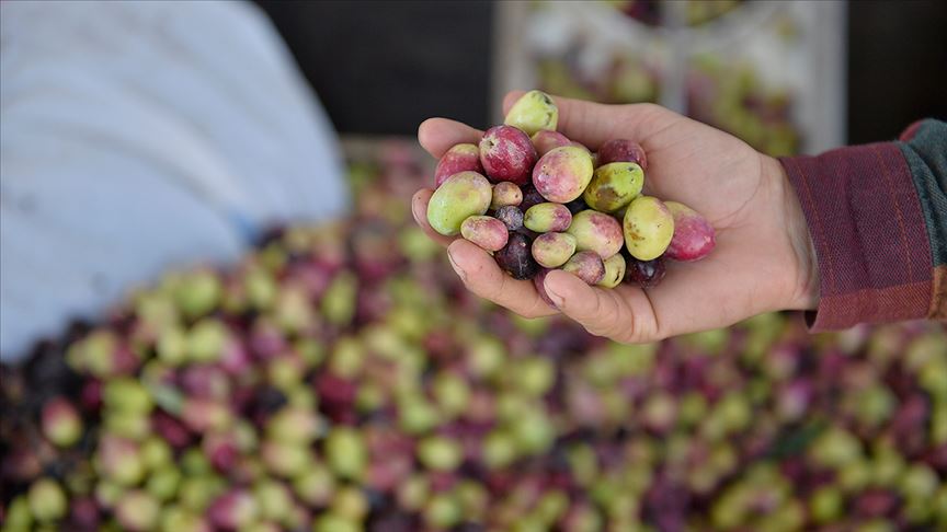 Sofralık zeytinin dörtte biri Almanya'ya ihraç edildi