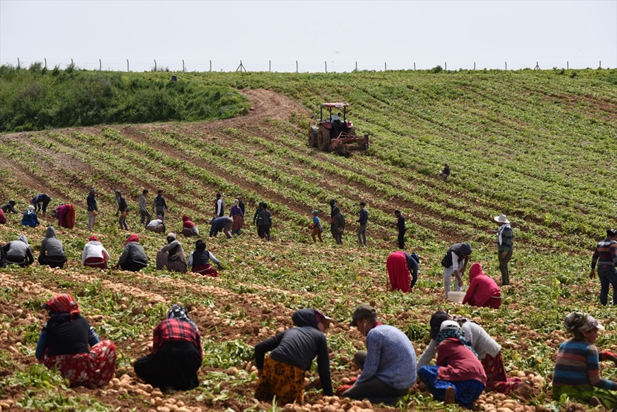 Hasadı başlayan patates ve soğanın ihracatı kontrollü açılıyor