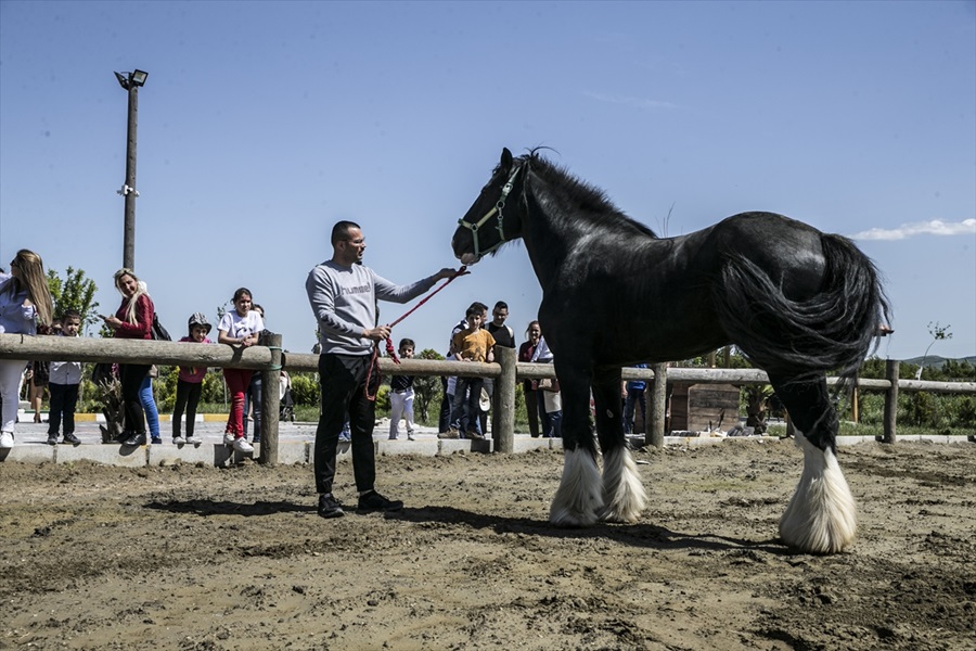 Bin 200 kilogramlık at görenleri şaşırtıyor