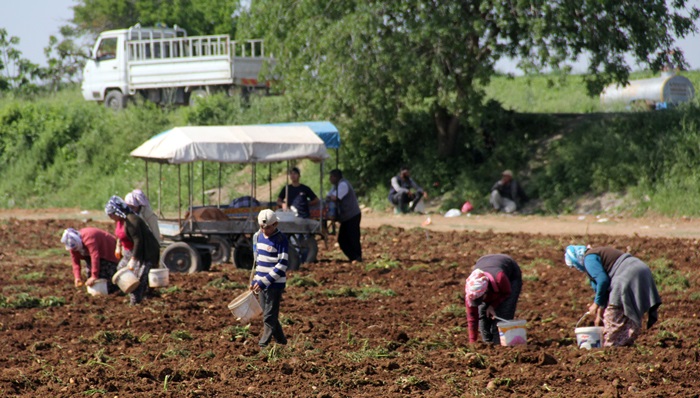 Dar gelirli aileler başağa hücum etti  