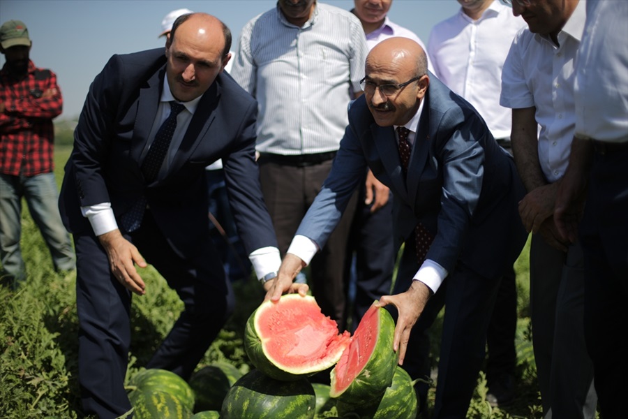 Adana karpuzunda hasat sürüyor