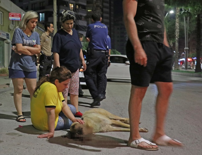 Otomobil çarpan sokak köpeğinin başında dakikalarca gözyaşı döktü