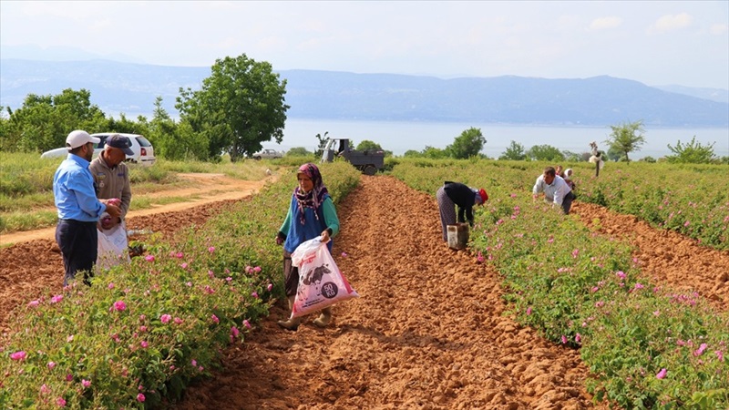 Gül diyarında 2 asırdır aynı yöntemle gül yağı çıkarıyorlar