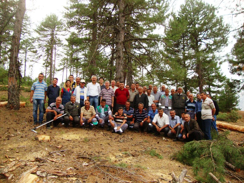 Toroslarda bal ormanı sayısı artıyor 