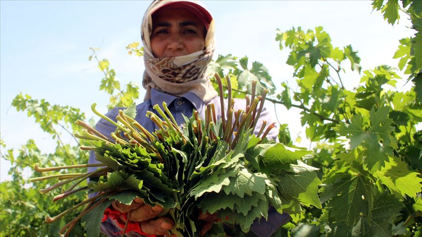 Yaprağı meyvesinden 10 kat pahalı