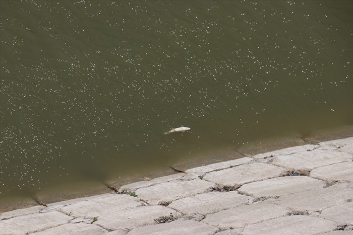 Asi Nehri'nde balık ölümleri