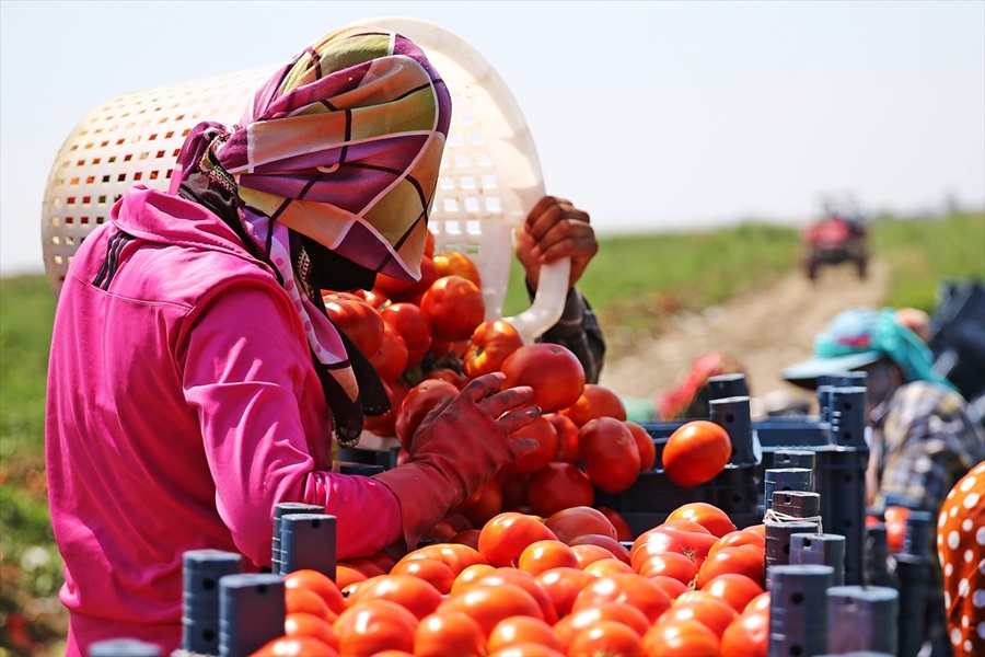 Adana'da hasadı süren domates tarlada 1 liraya alıcı buluyor