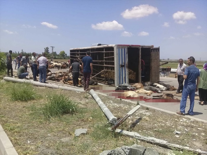 Adana'da küçükbaş hayvan taşıyan tır devrildi